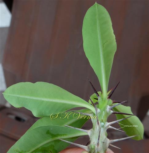  Leaf